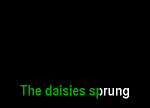 The daisies sprung