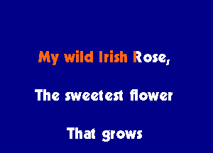 My wild Irish Rose,

The sweetest fiower

That grows