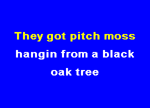 They got pitch moss

hangin from a black

oak tree