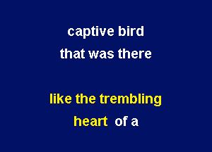 captive bird

that was there

like the trembling
heart of a