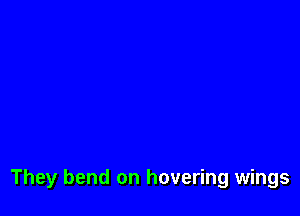 They bend on hovering wings
