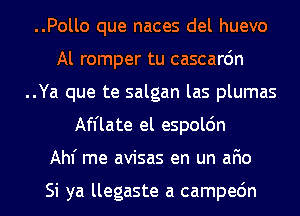 ..Pollo que naces del huevo
Al romper tu cascarc'm

..Ya que te salgan las plumas
Afl'late el espolc'm

Ahf me avisas en un afio

Si ya llegaste a campec'm