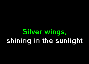 Silver wings,
shining in the sunlight