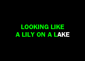 LOOKING LIKE

A LILY ON A LAKE