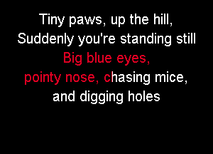 Tiny paws, up the hill,
Suddenly you're standing still
Big blue eyes,
pointy nose, chasing mice,
and digging holes