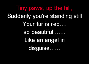 Tiny paws, up the hill,
Suddenly you're standing still
Your fur is red....

so beautiful .......
Like an angel in
disguise ......