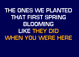 THE ONES WE PLANTED
THAT FIRST SPRING
BLOOMING
LIKE THEY DID
WHEN YOU WERE HERE