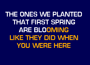 THE ONES WE PLANTED
THAT FIRST SPRING
ARE BLOOMING
LIKE THEY DID WHEN
YOU WERE HERE