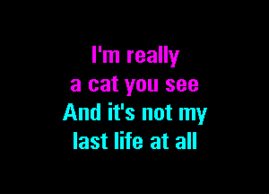 I'm really
a cat you see

And it's not my
last life at all