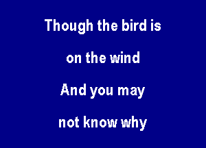 Though the bird is

on the wind

And you may

not know why