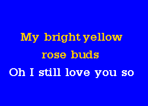My bright yellow
rose buds

Oh I still love you so