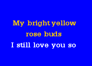 My bright yellow
rose buds

I still love you so