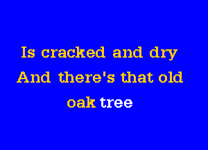 Is cracked and dry

And there's that old
oak tree