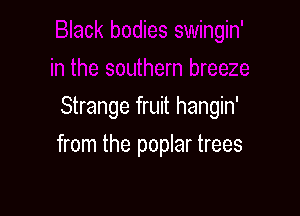 Strange fruit hangin'

from the poplar trees