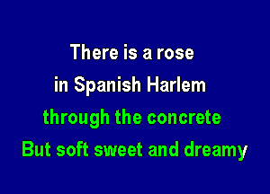 There is a rose
in Spanish Harlem
through the concrete

But soft sweet and dreamy