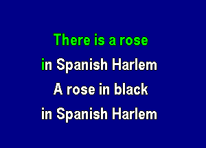 There is a rose
in Spanish Harlem
A rose in black

in Spanish Harlem