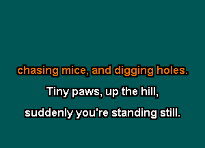 chasing mice, and digging holes.

Tiny paws, up the hill,

suddenly you're standing still.