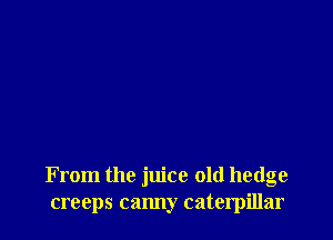 From the juice old hedge
creeps canny caterpillar