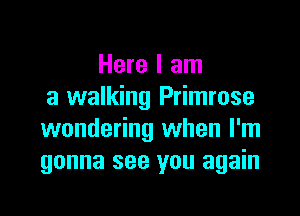 Here I am
a walking Primrose

wondering when I'm
gonna see you again