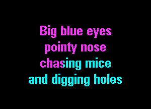 Big blue eyes
pointy nose

chasing mice
and digging holes