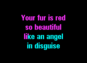 Your fur is red
so beautiful

like an angel
in disguise
