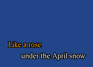 Like a rose

under the April snow