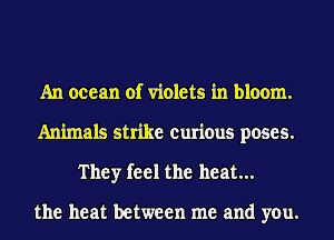 An ocean of violets in bloom.
Animals strike curious poses.
They feel the heat...

the heat between me and you.