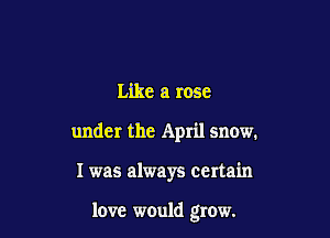Like a rose

under the April snow.

I was always certain

love would grow.