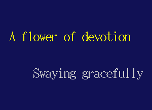 A f lower of devotion

Swaying graceful 1y