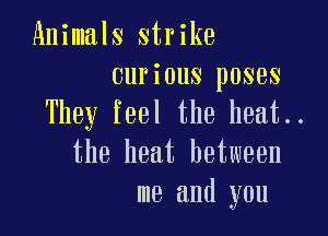 Animals strike
curious poses
They feel the heat..

the heat between
me and you