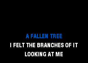 A FALLEN TREE
l FELT THE BRANCHES OF IT
LOOKING AT ME