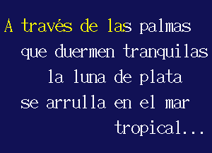 A traves de las palmas
que duermen tranqui 138

la luna de plata

se arrulla en el mar
tropical. ..